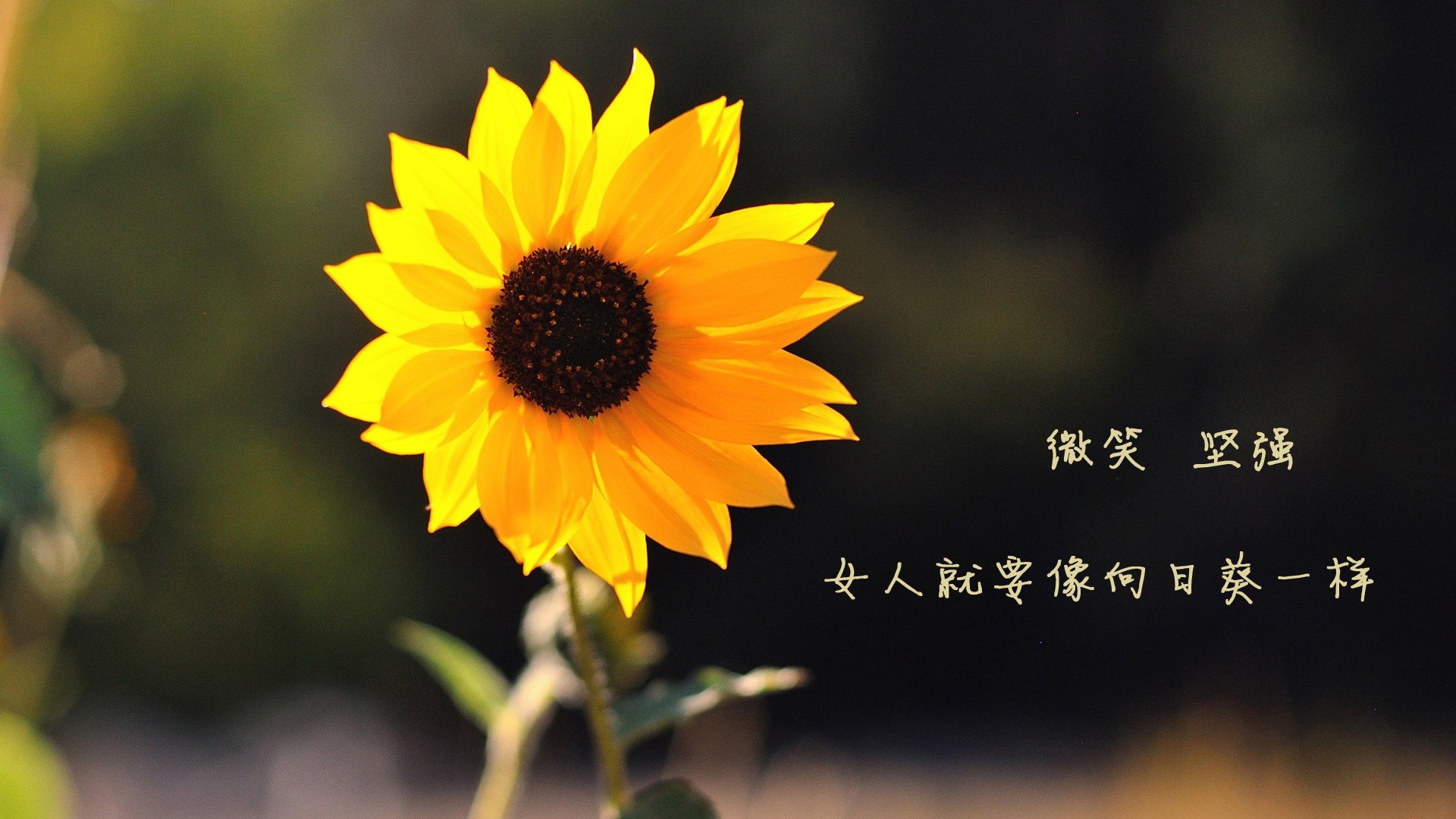 特色“绿色+智慧”行业项目在行业中成为行业绿色转型的标杆，基础设施不断升级