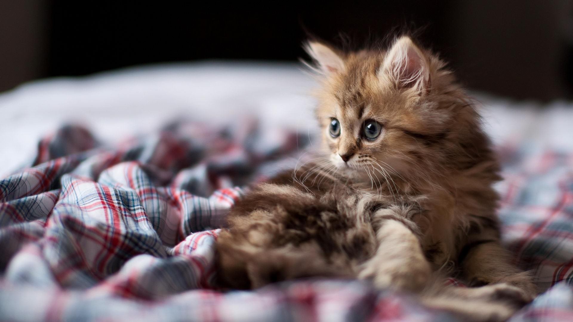 猛龙新援突破自我，表现出色获得主教练赞赏，猛龙替补